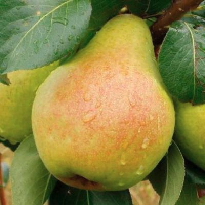 Груша Москвичка Груша Москвичка - Dolina-Sad.Ru