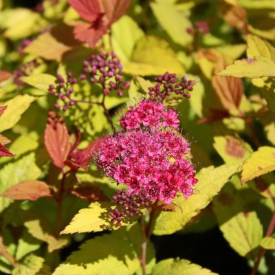 Спирея японская Голден Джек С1,5 - Dolina-Sad.Ru