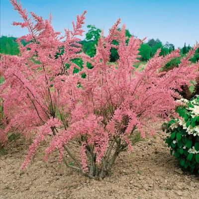 Тамарикс четырехтычинковый, С3 - Dolina-Sad.Ru