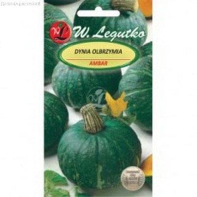 Тыква Амбар (Польша) фото
