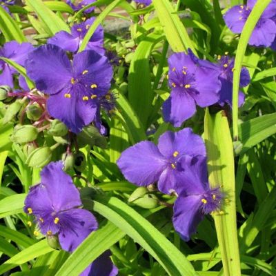 Традесканция Андерсона Барбел Традесканция Андерсона Барбел - Dolina-Sad.Ru