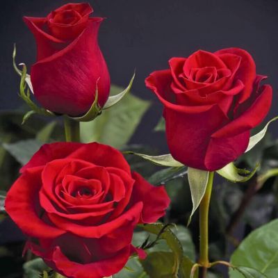 Роза Фридом - Dolina-Sad.Ru