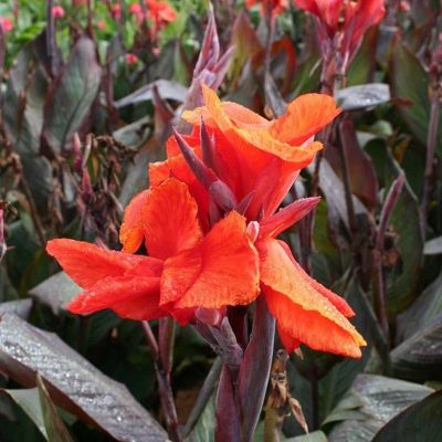 Канна Рэд Кинг Хумберт Канна Рэд Кинг Хумберт - Dolina-Sad.Ru