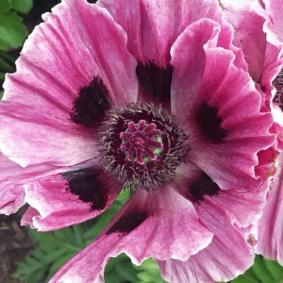 Папавер Манхэттен - Dolina-Sad.Ru