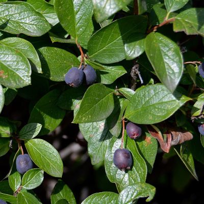 Кизильник блестящий, С2 Кизильник блестящий, С2 - Dolina-Sad.Ru