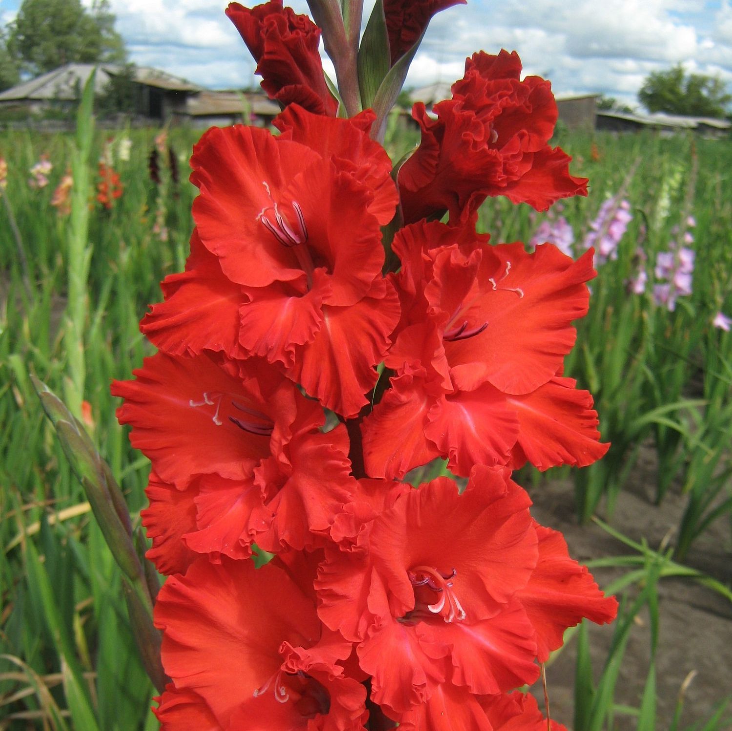 Гладиолус Кинг Рэдбэд Гладиолус Кинг Рэдбэд - Dolina-Sad.Ru