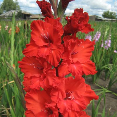 Гладиолус Кинг Рэдбэд Гладиолус Кинг Рэдбэд - Dolina-Sad.Ru