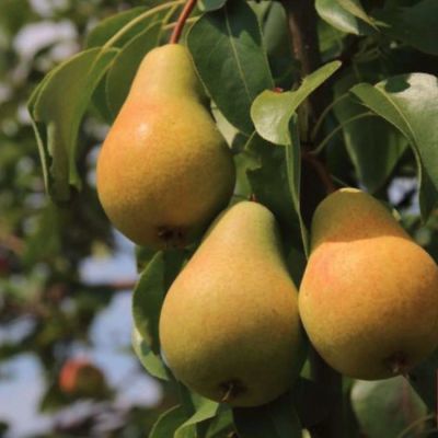 Груша Москвичка Груша Москвичка - Dolina-Sad.Ru