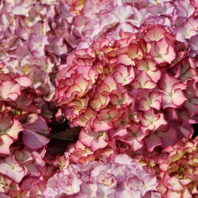 Гортензия крупнолистная Адула - Dolina-Sad.Ru