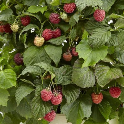 Малина Бон Бон Берри/Ремонтантная - Dolina-Sad.Ru