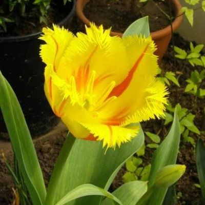 Тюльпан Фламенко Тюльпан Фламенко фото