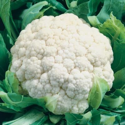 Капуста цветная Старгейт F1 (Голландия) фото