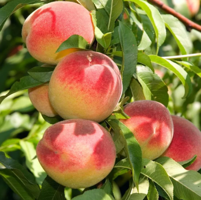 Персик Белгородский фото