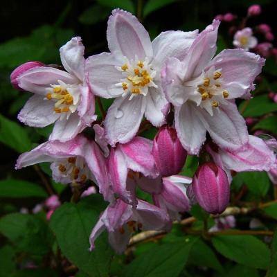 Дейция гибридная Меджисен фото