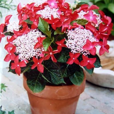 Гортензия крупнолистная Ротшванц Гортензия крупнолистная Ротшванц фото