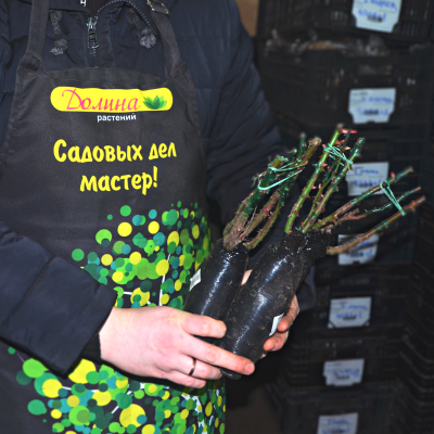 Роза Индиголетта Роза Индиголетта фото