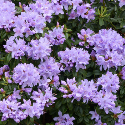 Рододендрон Мойерхайм Рододендрон Мойерхайм фото