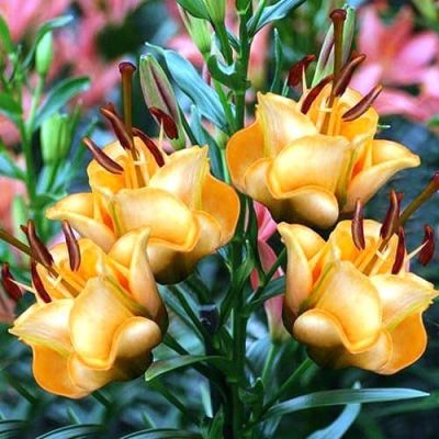 Лилия Априкот Фанджи Лилия Априкот Фанджи фото