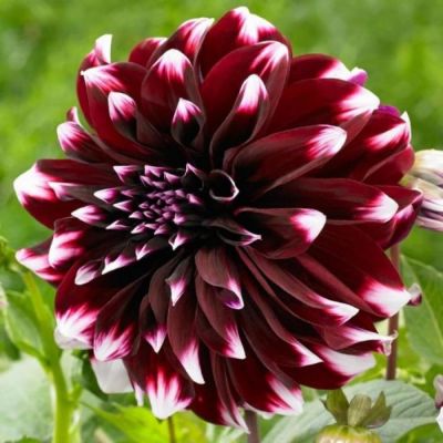 Гумат калия Суфлер Овощные (250мл) Аква фото