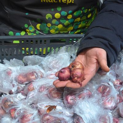 Гладиолус Гвинет Гладиолус Гвинет - Dolina-Sad.Ru