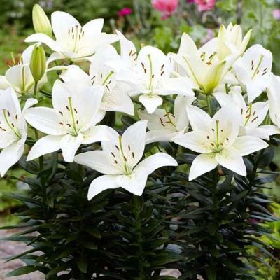 Лилия Хэппи Айс Лилия Хэппи Айс - Dolina-Sad.Ru