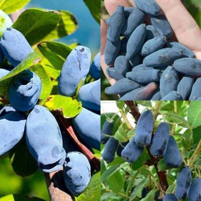 Комплект саженцев Жимолость - Dolina-Sad.Ru