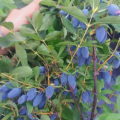 Жимолость Колин Жимолость Колин - Dolina-Sad.Ru