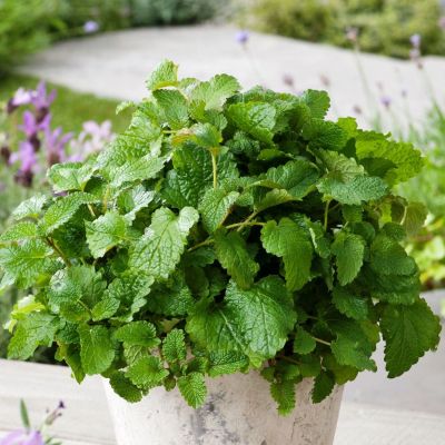 Мелисса лекарственная Лимонный аромат 0,1 г фото