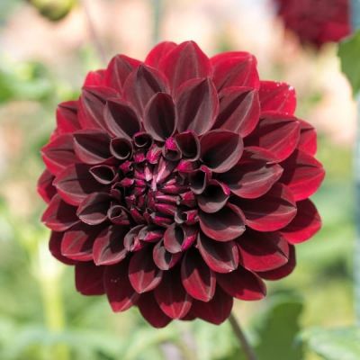 Георгина Арабская ночь Георгина Арабская ночь фото