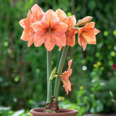 Амариллис Рилона - Dolina-Sad.Ru