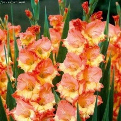 Гладиолус Принцесса Маргарет Роуз Гладиолус Принцесса Маргарет Роуз фото