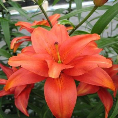 Лилия Игл Ай - Dolina-Sad.Ru