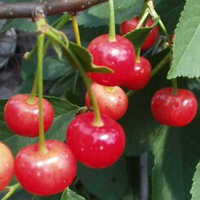 Черешня Брянская Розовая фото