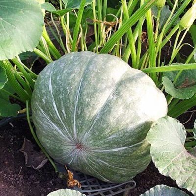 Тыква Лечебная фото