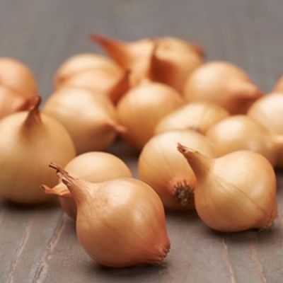 Лук-севок Штуттгартер ризен (10-21мм) фото