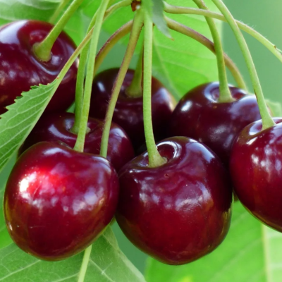 Черешня Мичуринская поздн. фото