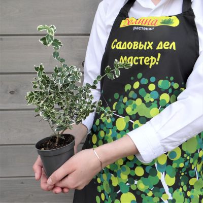 Бересклет вьющийся Эмеральд Гаити Бересклет вьющийся Эмеральд Гаити фото