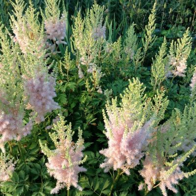 Астильба Милк энд Хани Астильба Милк энд Хани - Dolina-Sad.Ru