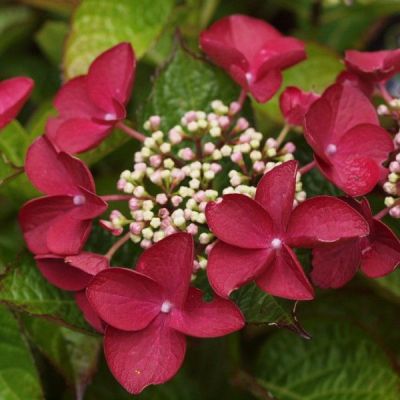 Гортензия крупнолистная Ротшванц Гортензия крупнолистная Ротшванц фото