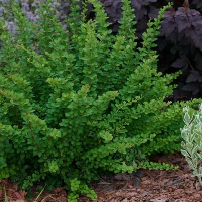 Барбарис Тунберга Грин Орнамент, С2 Барбарис Тунберга Грин Орнамент, С2 - Dolina-Sad.Ru