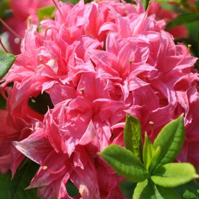 Рододендрон Хомебуш Рододендрон Хомебуш - Dolina-Sad.Ru