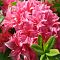 Рододендрон Хомебуш Рододендрон Хомебуш - Dolina-Sad.Ru