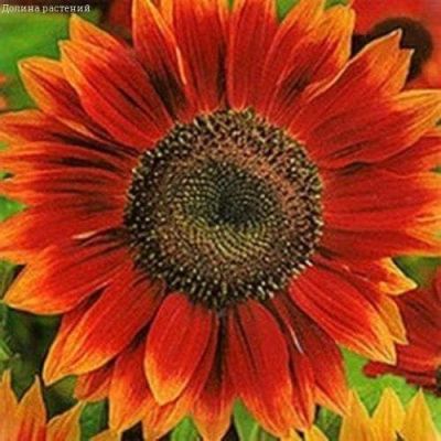 Подсолнечник Глориоза Ивнинг Подсолнечник Глориоза Ивнинг фото