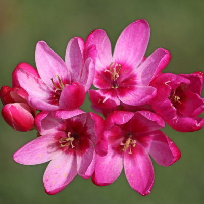 Иксия Панорама Иксия Панорама фото