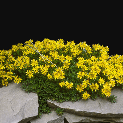 Седум цветоносный Вейхенстефандер Голд фото