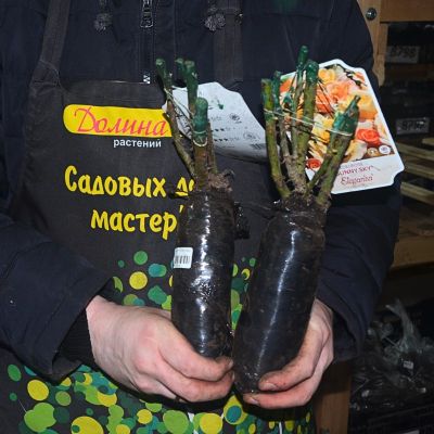 Роза Санни Скай Роза Санни Скай фото