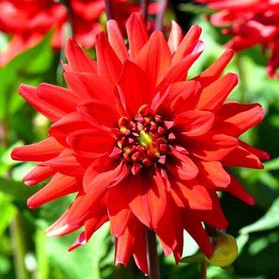 Георгина Рэд Пигми Георгина Рэд Пигми фото