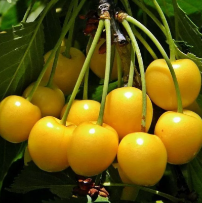 Черешня Дрогана Черешня Дрогана фото