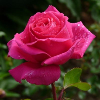 Роза Топаз Роза Топаз - Dolina-Sad.Ru