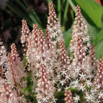 Тиарелла Пинк Скайрокет , С1,5 Тиарелла Пинк Скайрокет , С1,5 фото